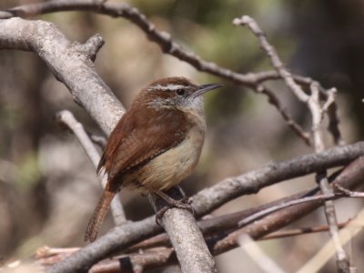 Carolina Wren