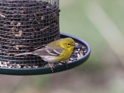 Pine Warbler