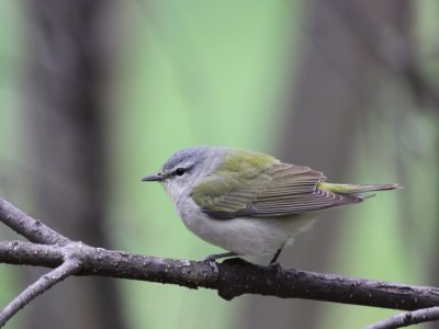 Tennessee Warbler