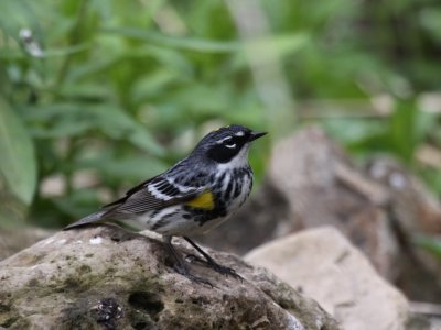 Yellow-rumped Warbler