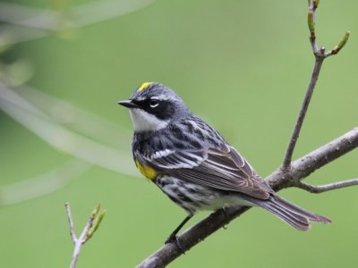 Yellow-rumped Warbler