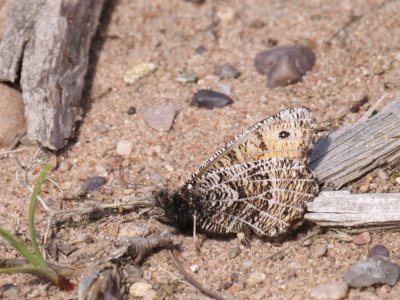 Chryxus Arctic