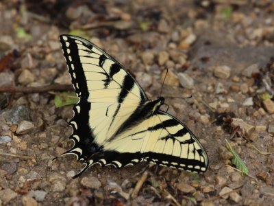 Eastern Tiger Swallowtail (Male)
