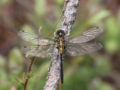 Crimson-ringed Whiteface (Juvenile Male)