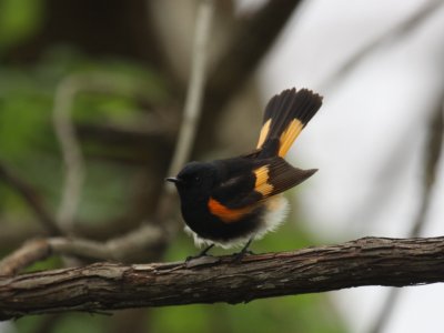 American Redstart