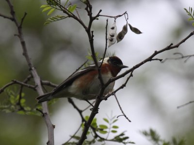 Bay-breasted Warbler