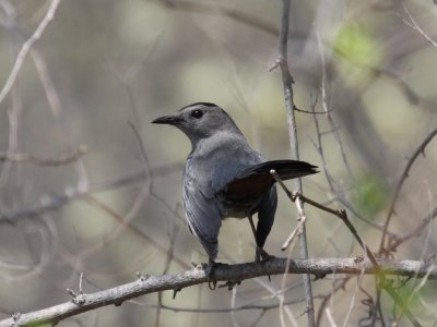 Gray Catbird