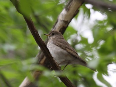 Gray-cheeked Thrush