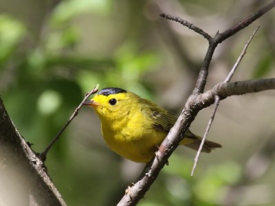 Wilson's Warbler