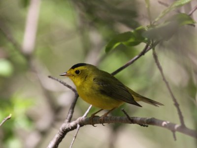 Wilson's Warbler