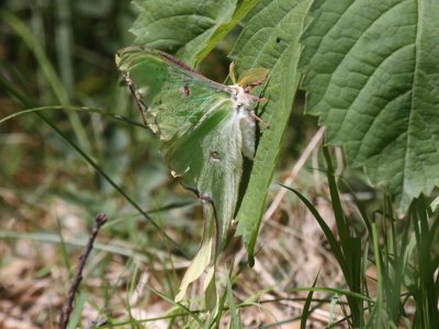 Luna Moth