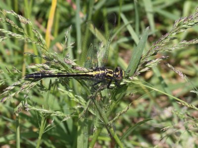 Rapids Clubtail (Female)