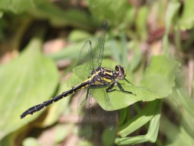 Rapids Clubtail (Female)