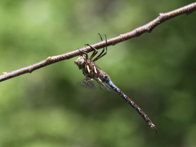 Springtime Darner