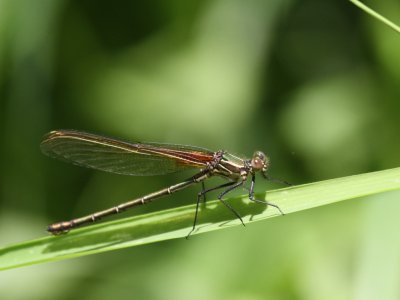 American Rubyspot (Female)