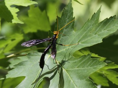 Ichneumon Wasp - M. atrata (Female)