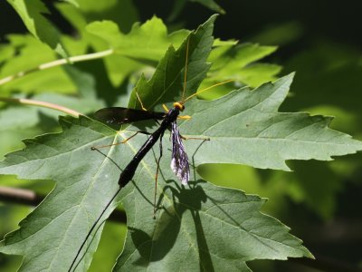 Ichneumon Wasp - M. atrata (Female)