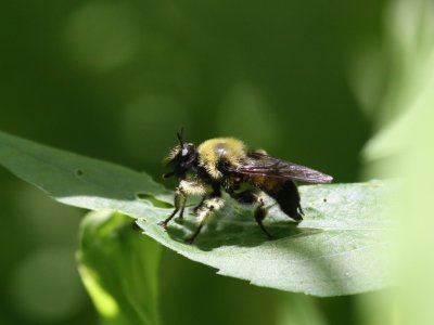 Bee-like Robber Fly - Laphria sacrator