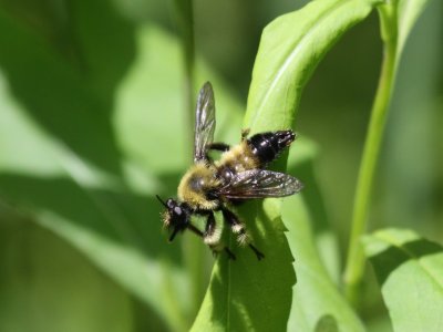 Bee-like Robber Fly - Laphria sacrator