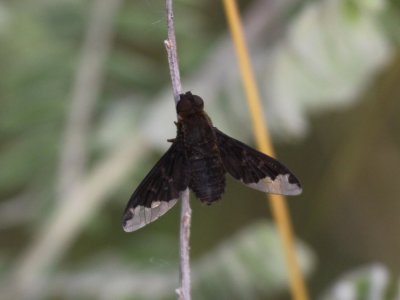Sinuous Bee Fly