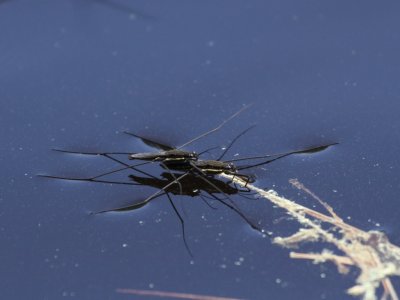 Water Strider