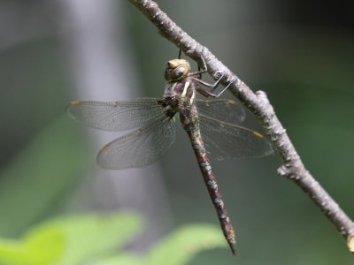 Springtime Darner (Female)