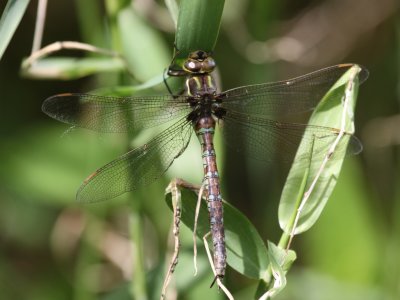 Springtime Darner (Female)