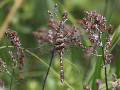 Stream Cruiser (Male)