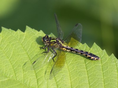Pygmy Snaketail