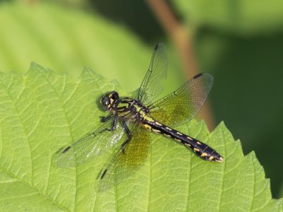 Pygmy Snaketail
