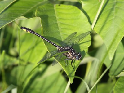 Rapids Clubtail (Male)