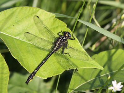 Rapids Clubtail (Male)