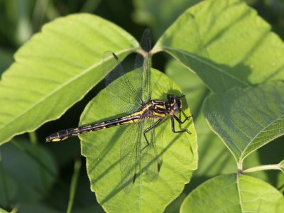 Rapids Clubtail (Female)