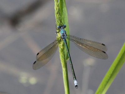 Amber-winged Spreadwing (Male)