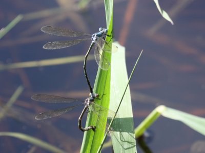 Amber-winged Spreadwing (Ovipositing Pair)