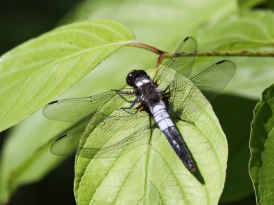 Chalk-fronted Corporal (Male)