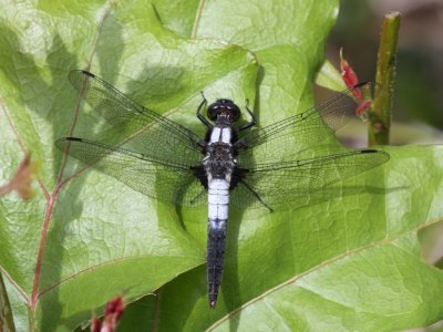 Chalk-fronted Corporal (Male)