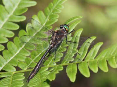 American Emerald (Male)