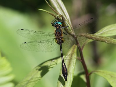 Racket-tailed Emerald