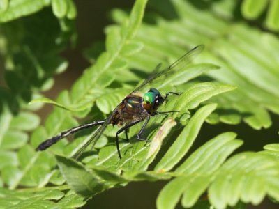 Racket-tailed Emerald