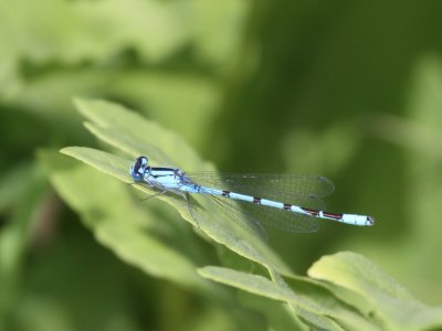 Northern Bluet