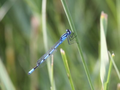 Northern Bluet