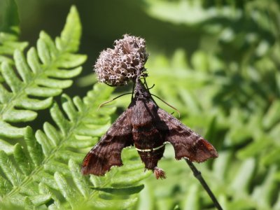 Nessus Sphinx