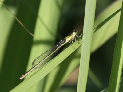 Sedge Sprite (Female)