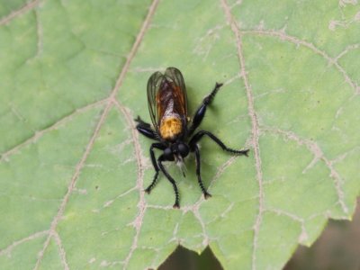 Bee-like Robber Fly - Laphria aktis