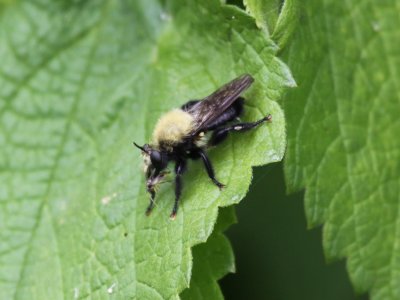 Bee-like Robber Fly - Laphria flavicollis