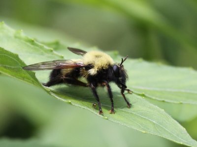 Bee-like Robber Fly - Laphria thoracica