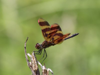 Halloween Pennant (Male)