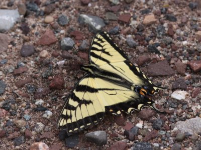 Canadian Tiger Swallowtail
