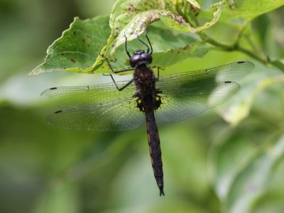 Common Baskettail (Male)